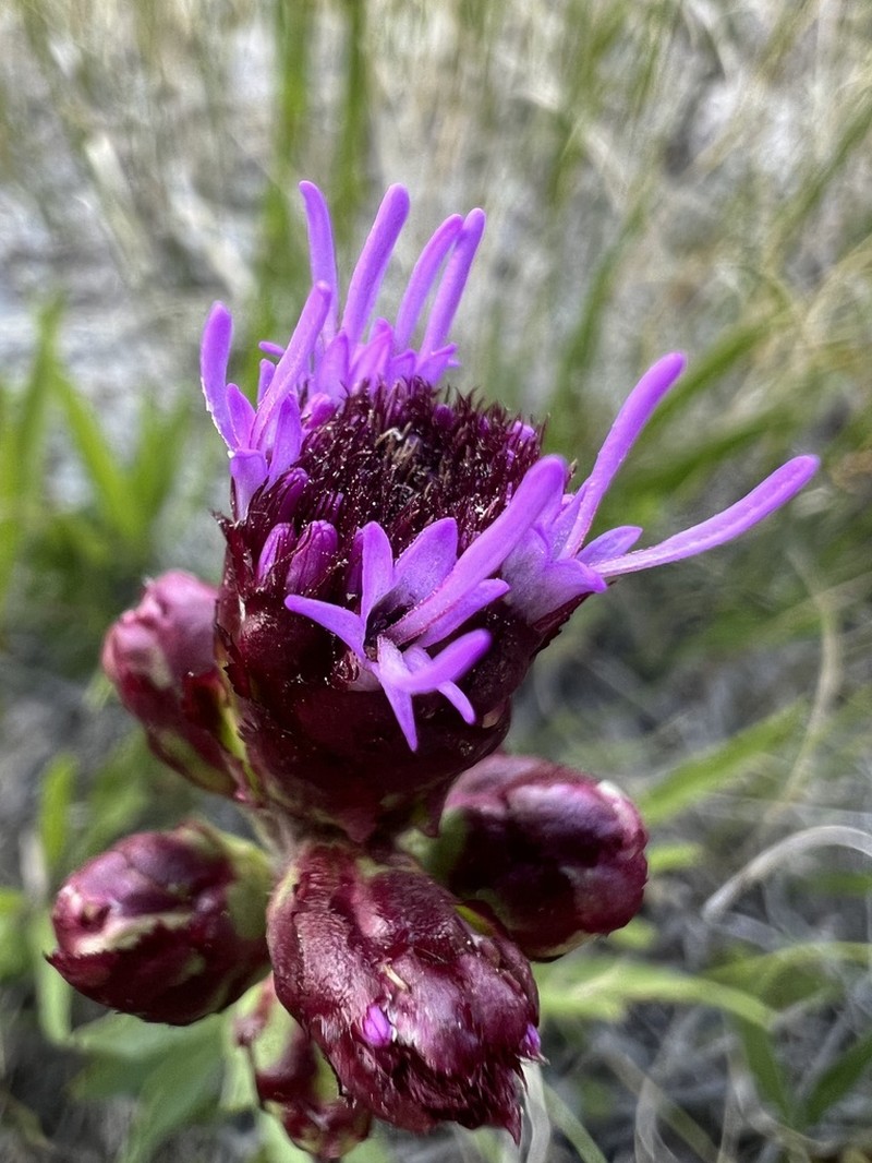 Rocky Mountain Blazing Star photo 2
