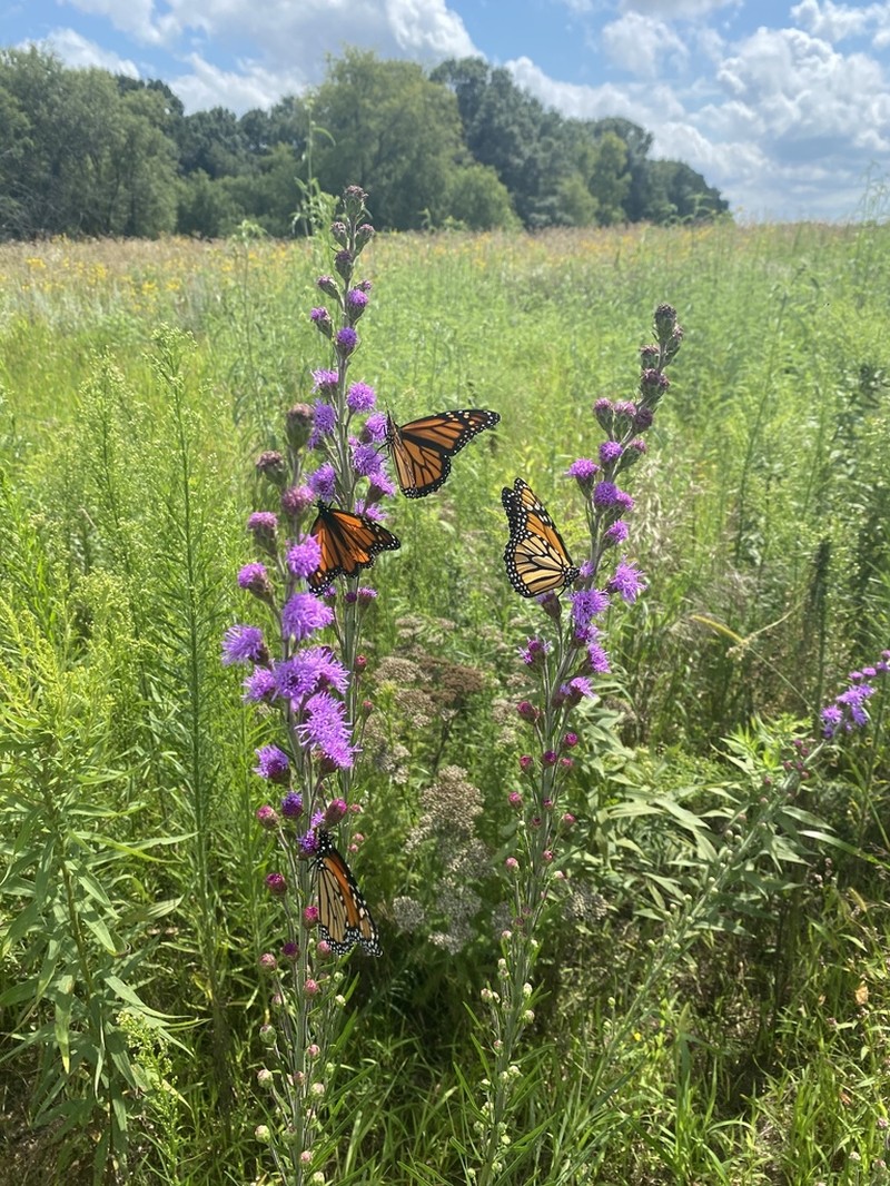 Rocky Mountain Blazing Star photo 3