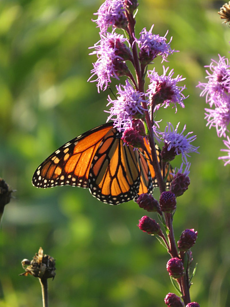 Rocky Mountain Blazing Star photo 4