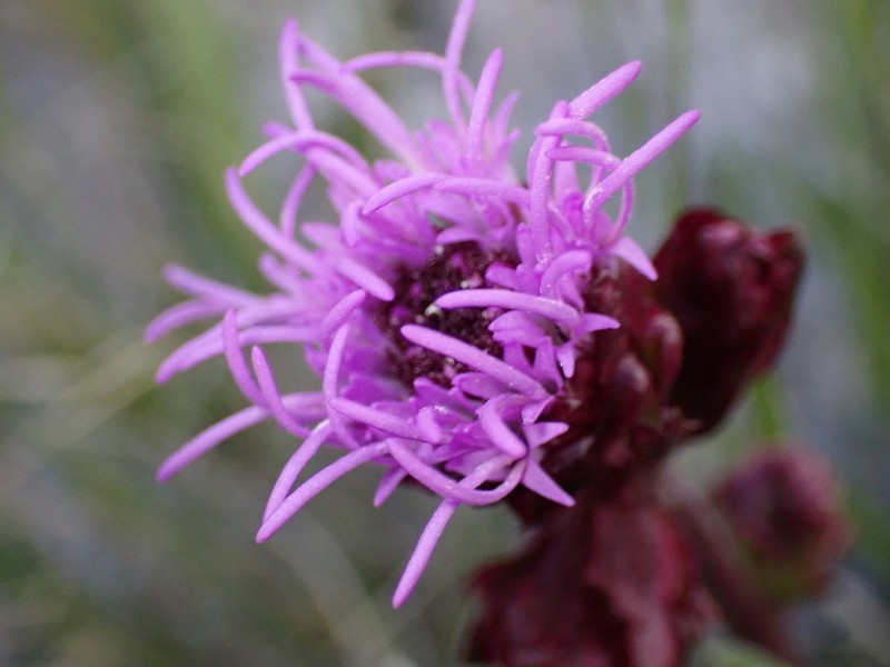 Rocky Mountain Blazing Star photo 5