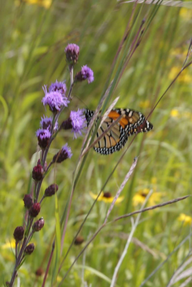 Rocky Mountain Blazing Star photo 6
