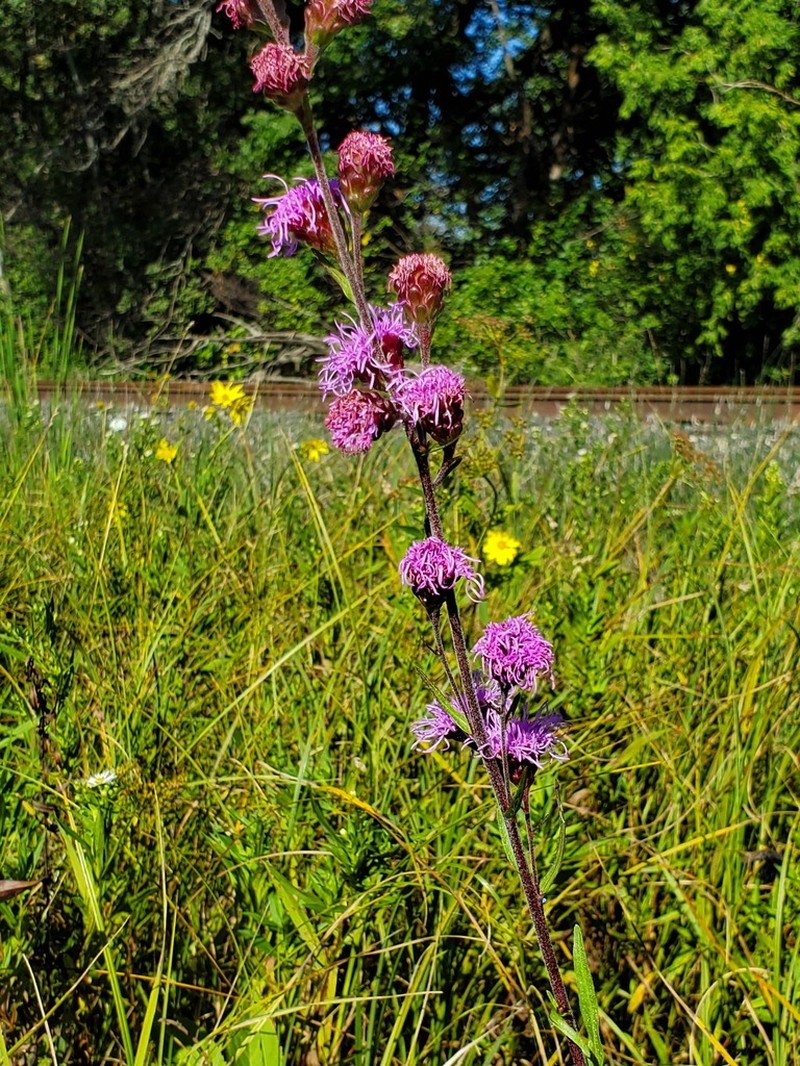 Rocky Mountain Blazing Star photo 7