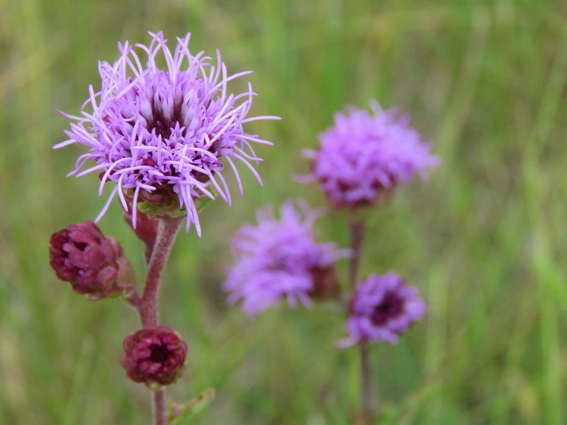 Rocky Mountain Blazing Star photo 8
