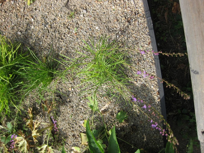Smallhead Blazing Star photo 2