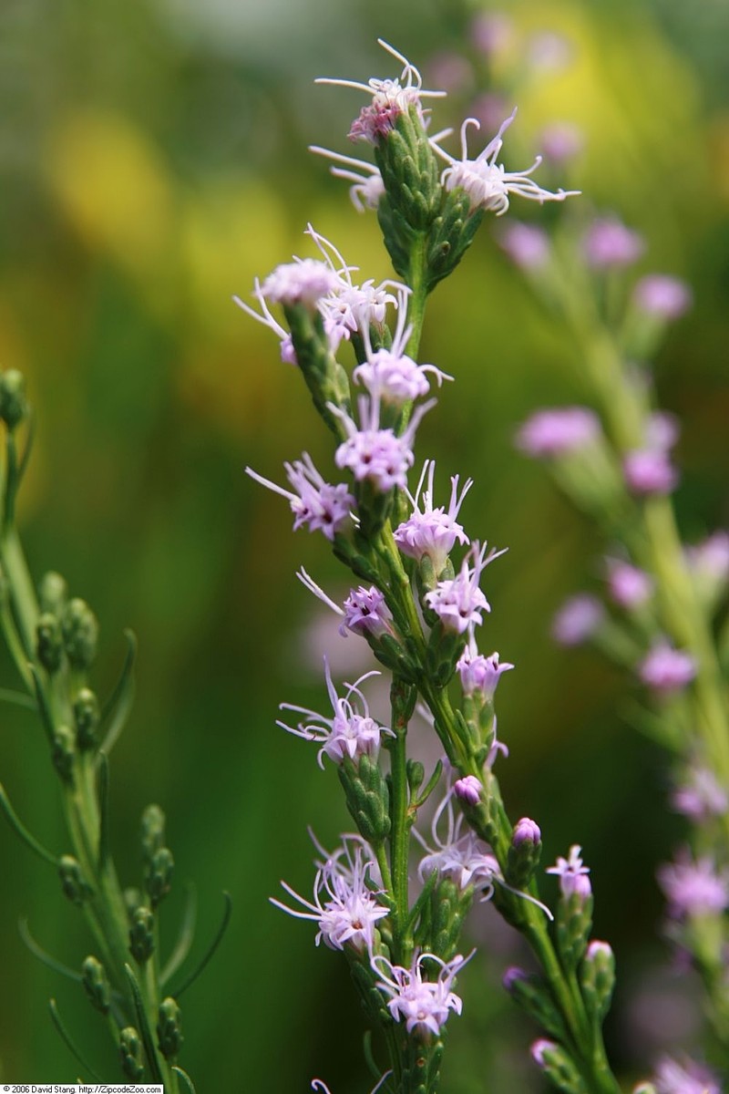 Smallhead Blazing Star photo 3