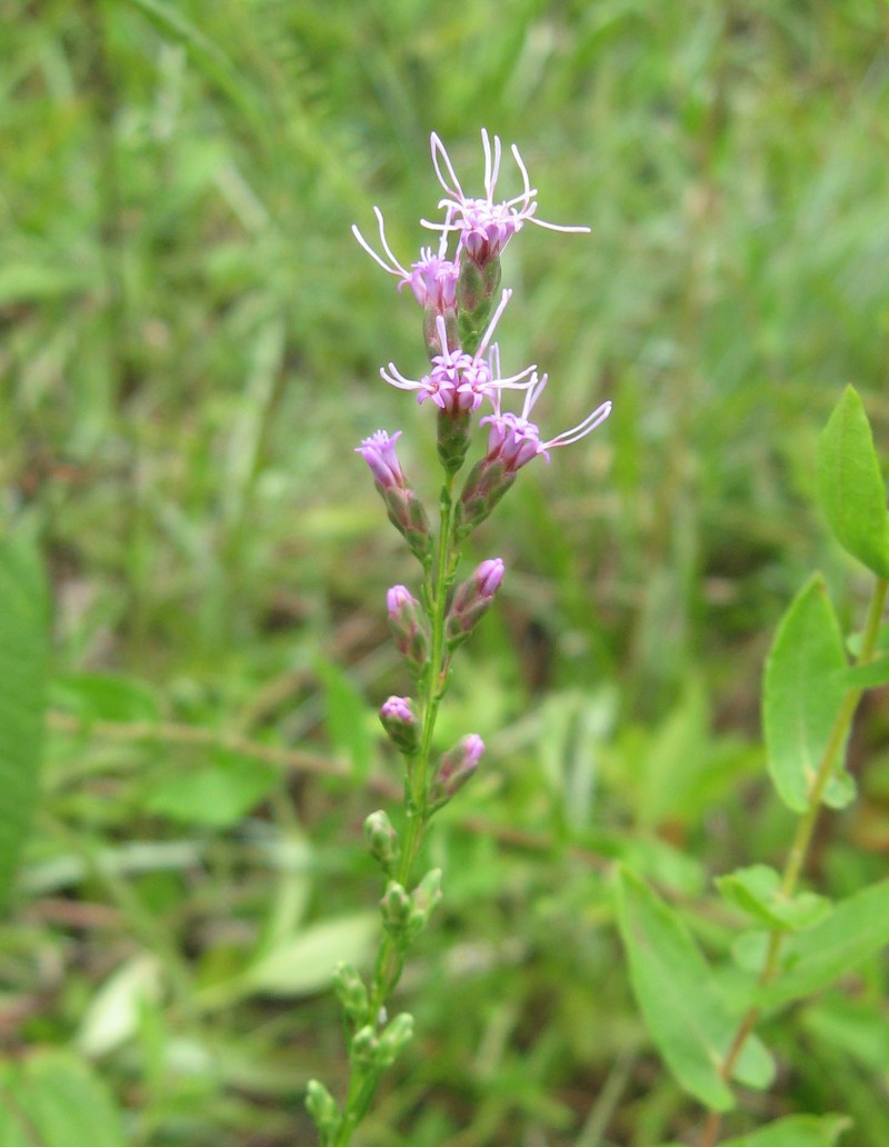 Smallhead Blazing Star