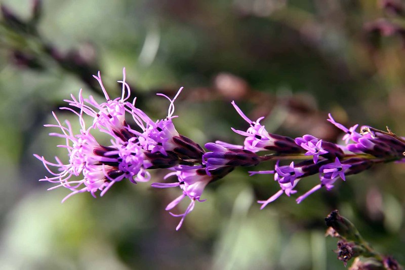 Smallhead Blazing Star photo 4