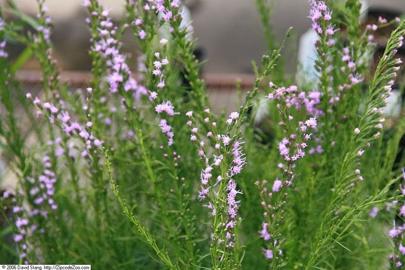 Smallhead Blazing Star photo 5