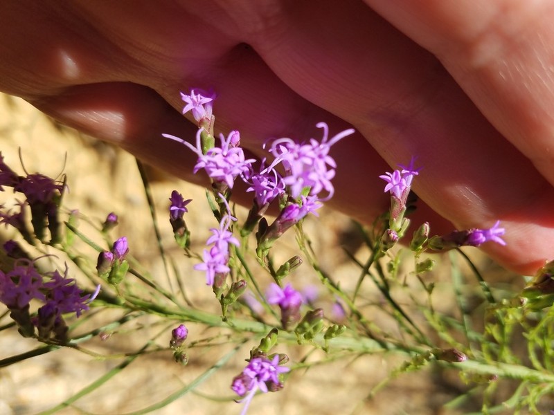 Smallhead Blazing Star