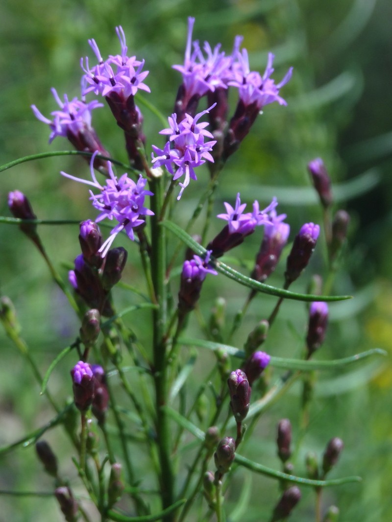 Smallhead Blazing Star photo 2