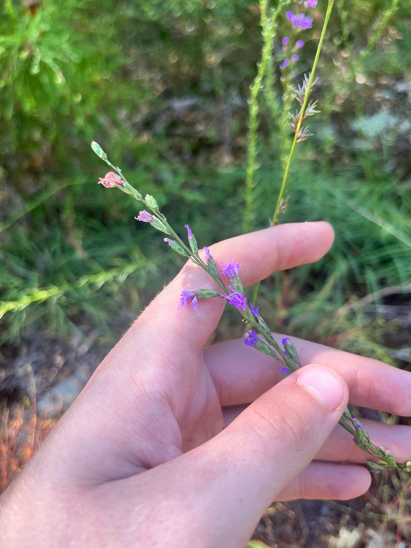 Smallhead Blazing Star photo 3