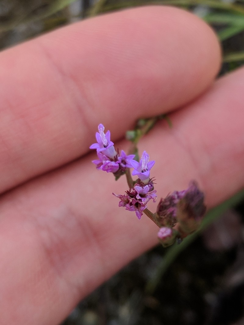 Smallhead Blazing Star photo 4