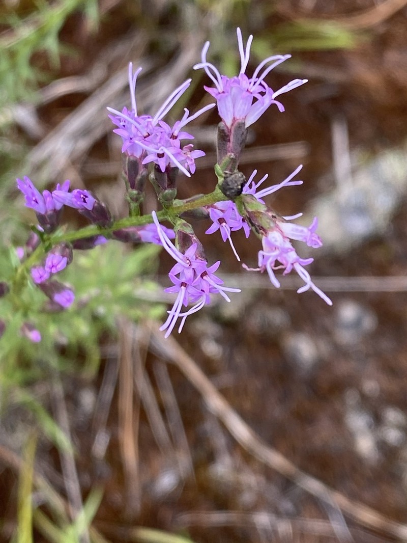 Smallhead Blazing Star photo 5