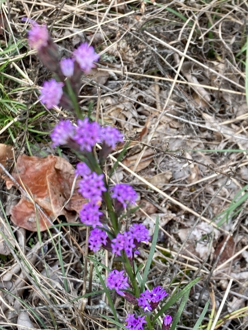 Smallhead Blazing Star photo 6