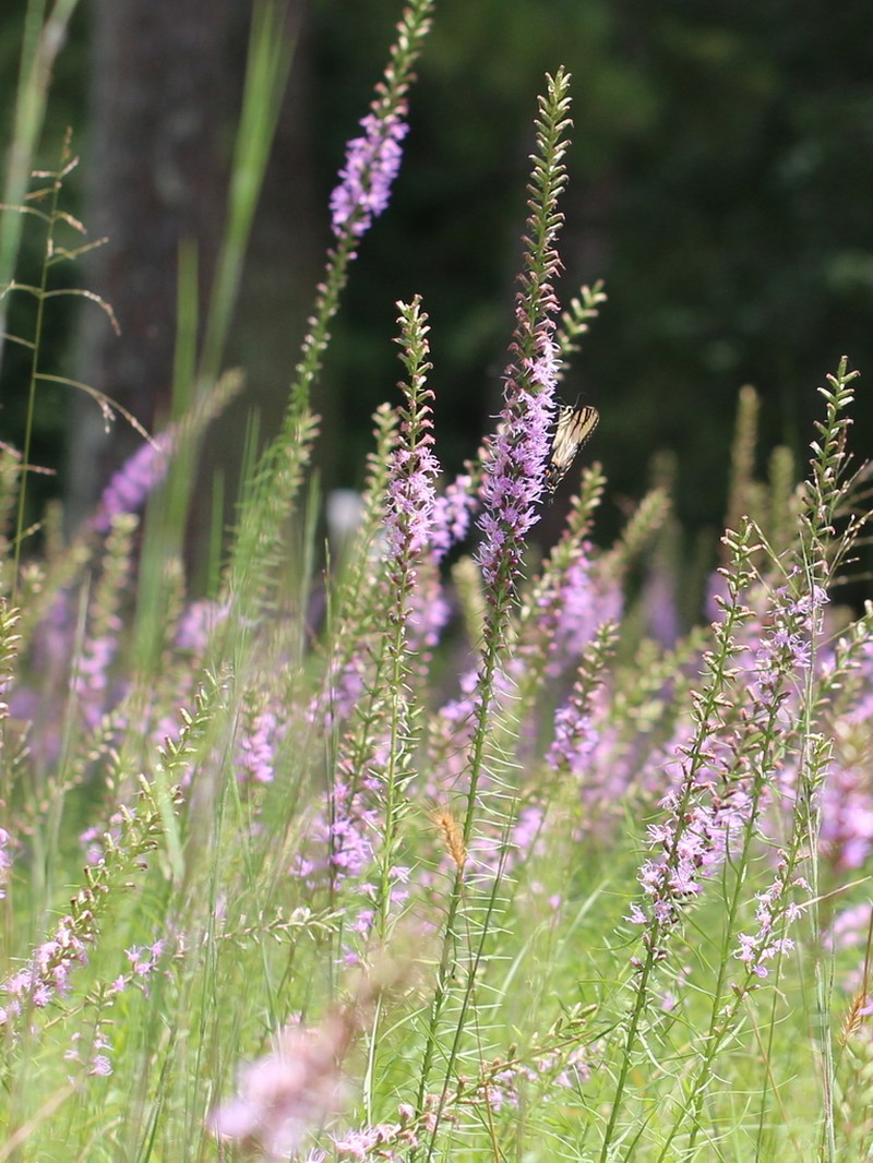 Smallhead Blazing Star photo 7