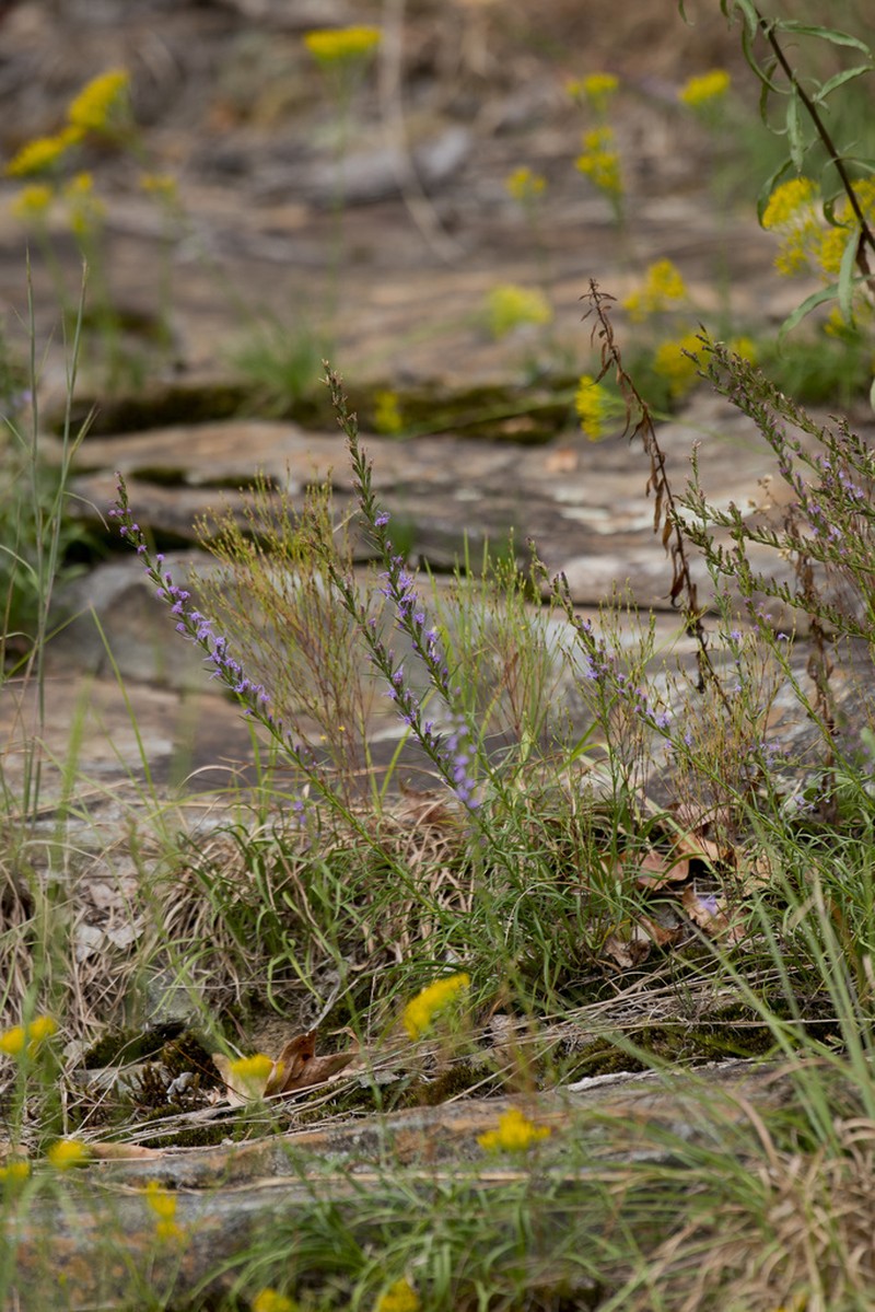 Smallhead Blazing Star photo 8