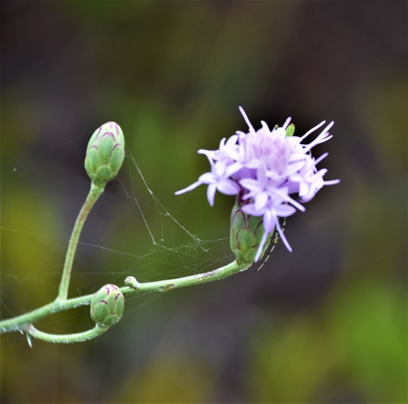 Florida Blazing Star