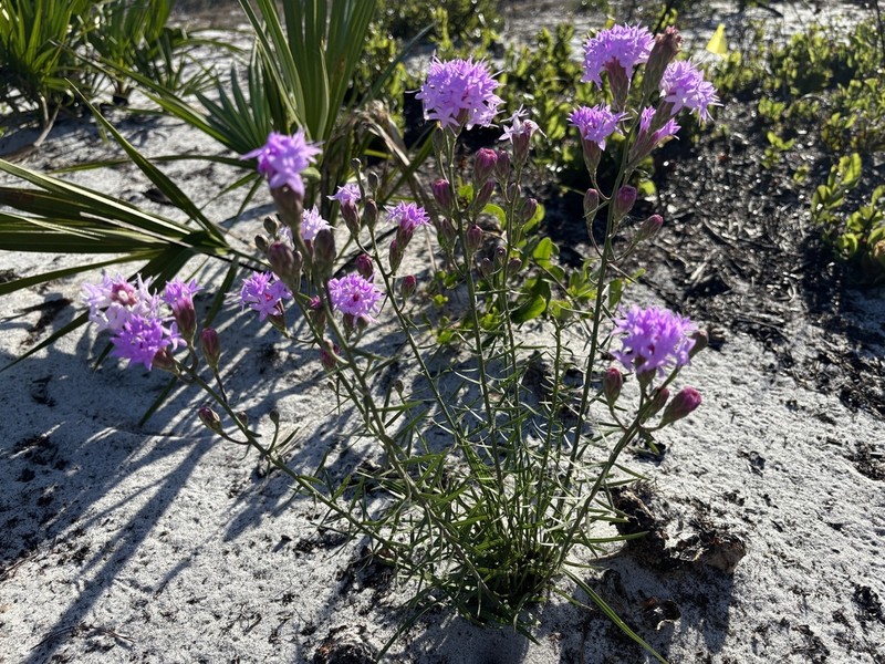 Florida Blazing Star photo 2