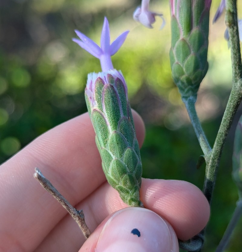 Florida Blazing Star photo 4