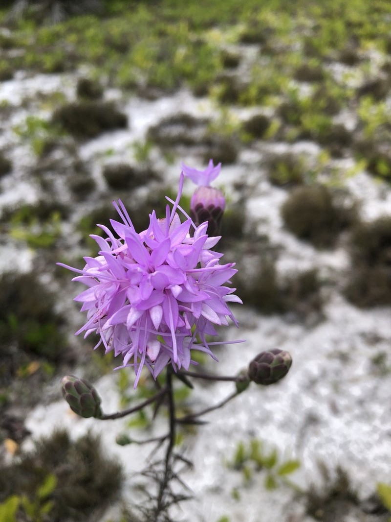 Florida Blazing Star photo 5