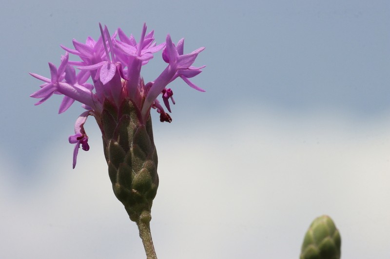 Florida Blazing Star photo 6
