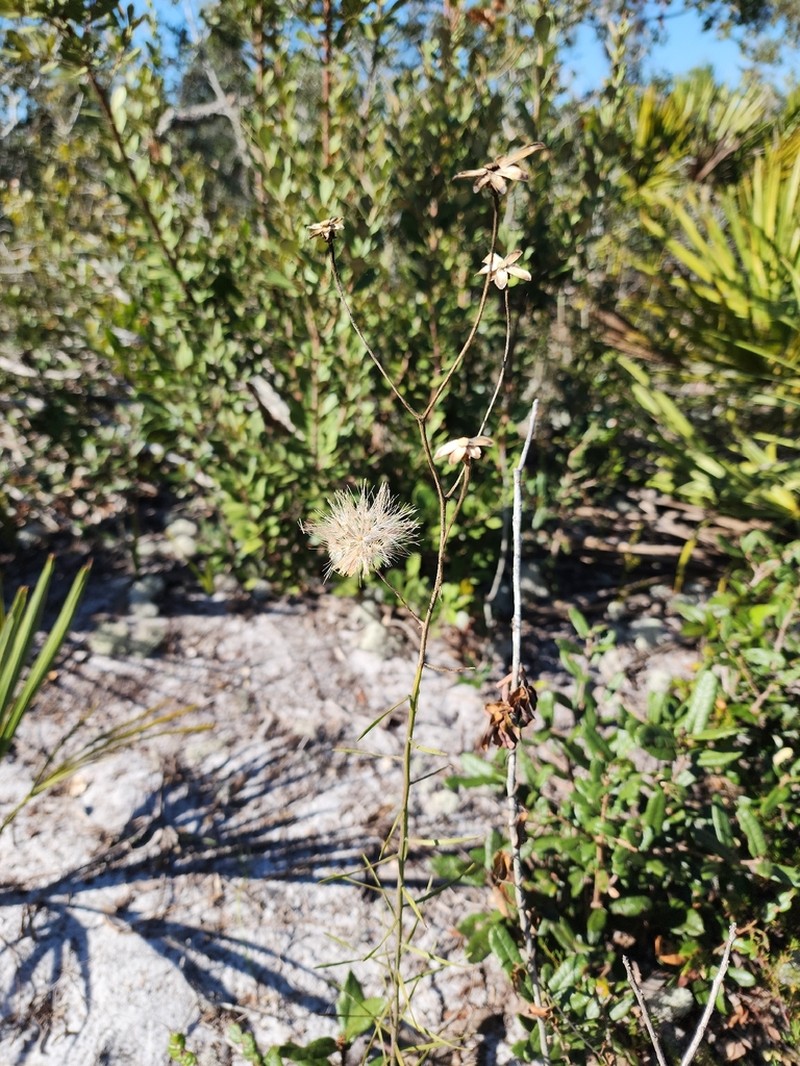 Florida Blazing Star photo 7