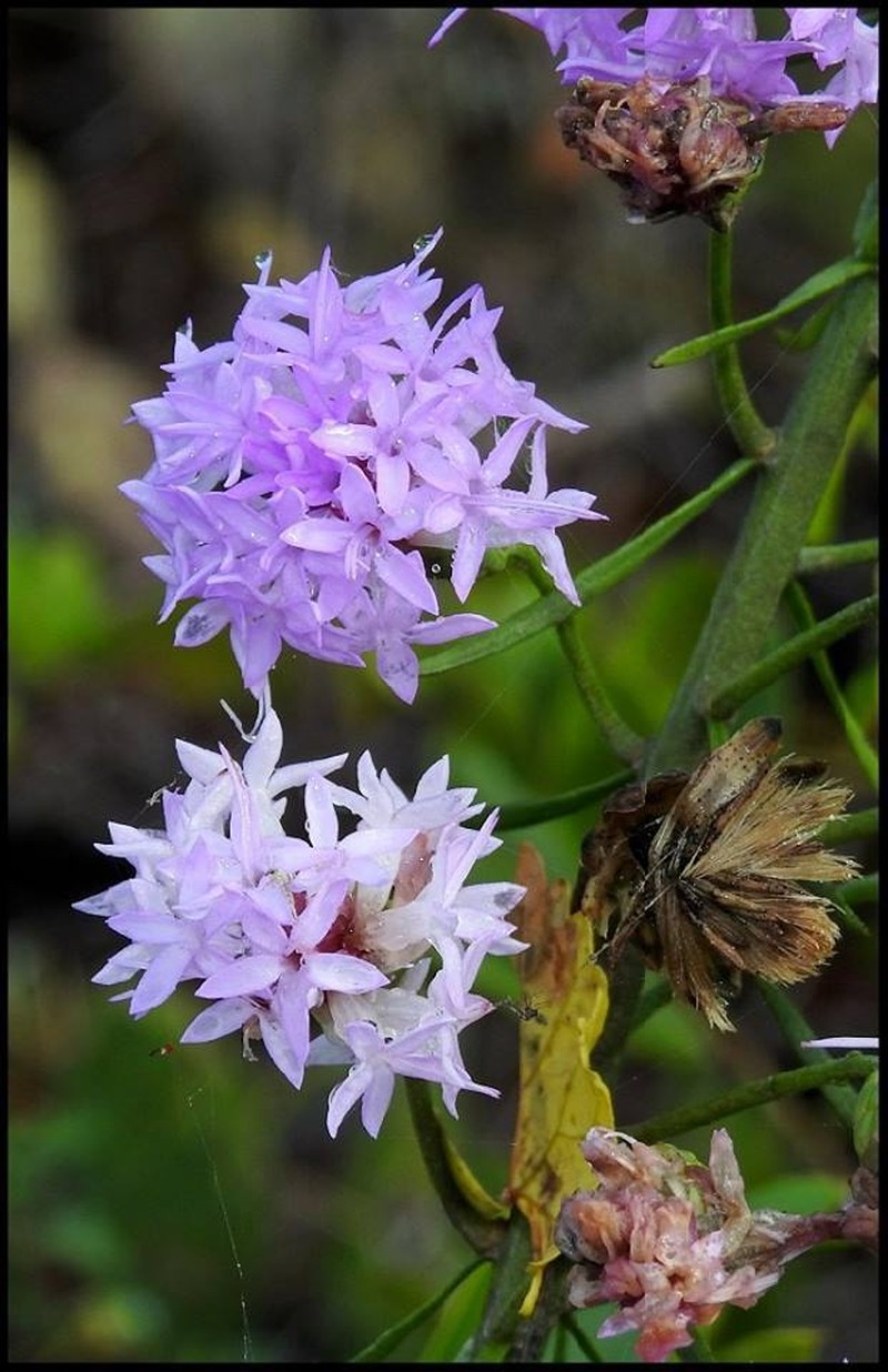 Florida Blazing Star photo 8