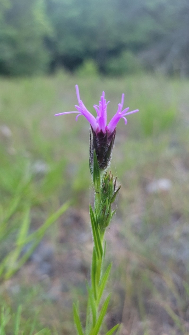 Cahaba Torch photo 2