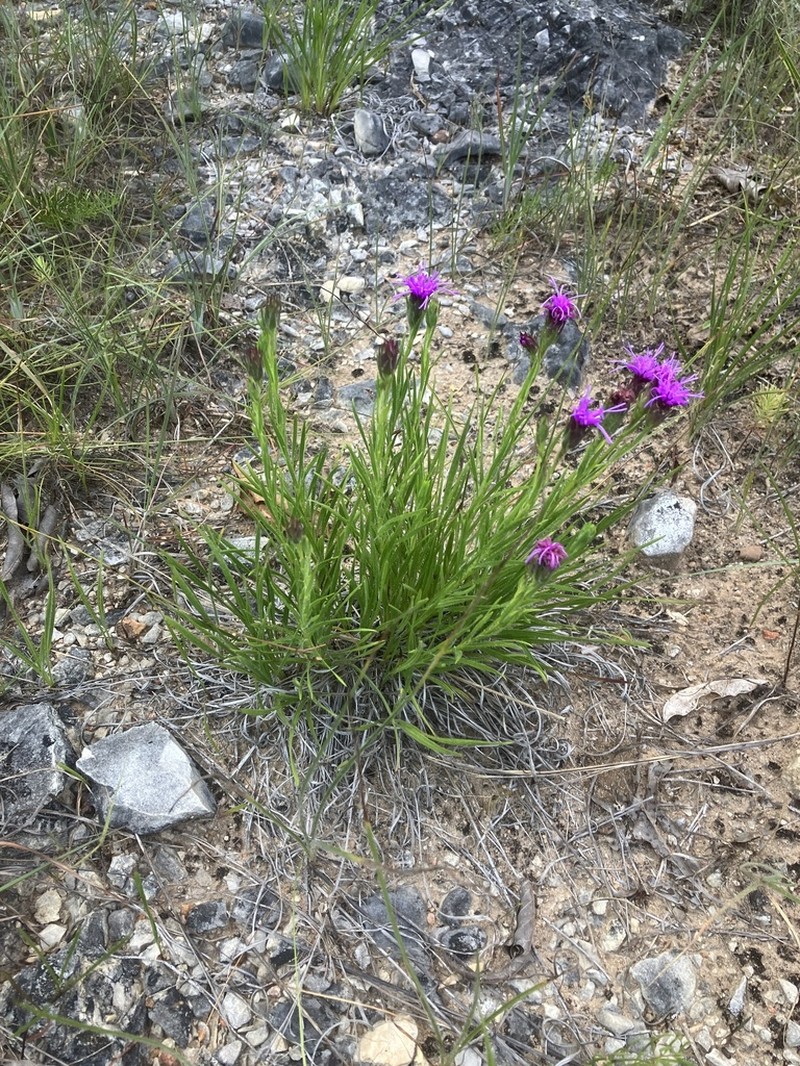 Cahaba Torch photo 4
