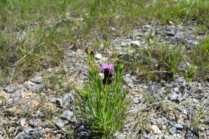Cahaba Torch photo 6