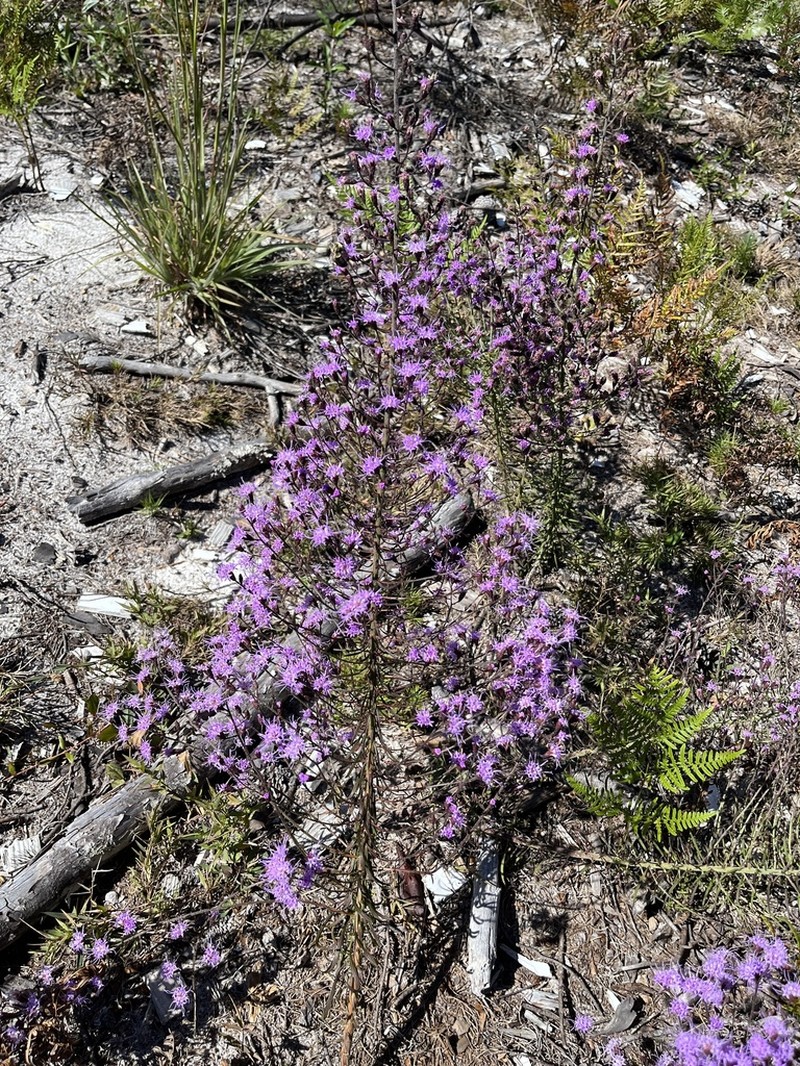 Spreading Blazing Star