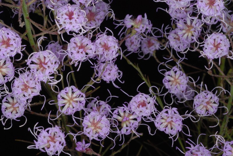 Spreading Blazing Star photo 2