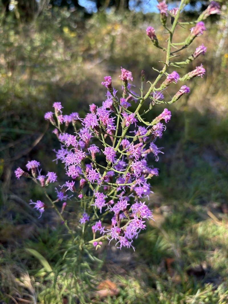 Spreading Blazing Star photo 3
