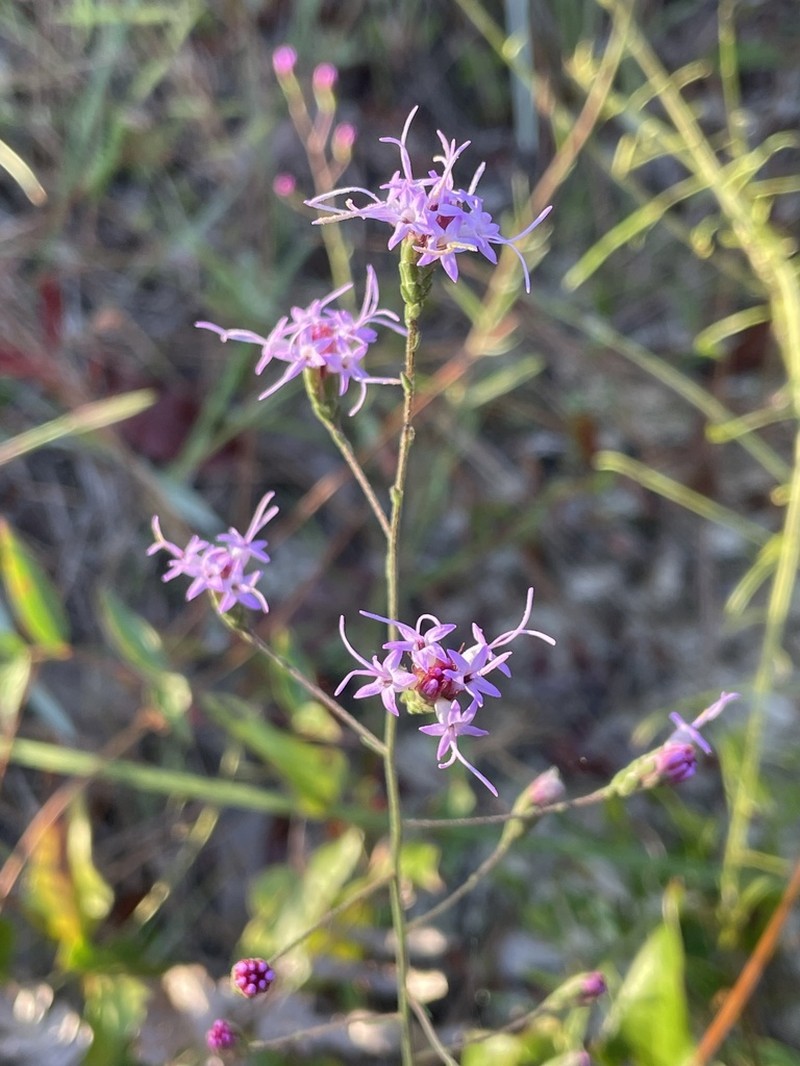 Spreading Blazing Star photo 4