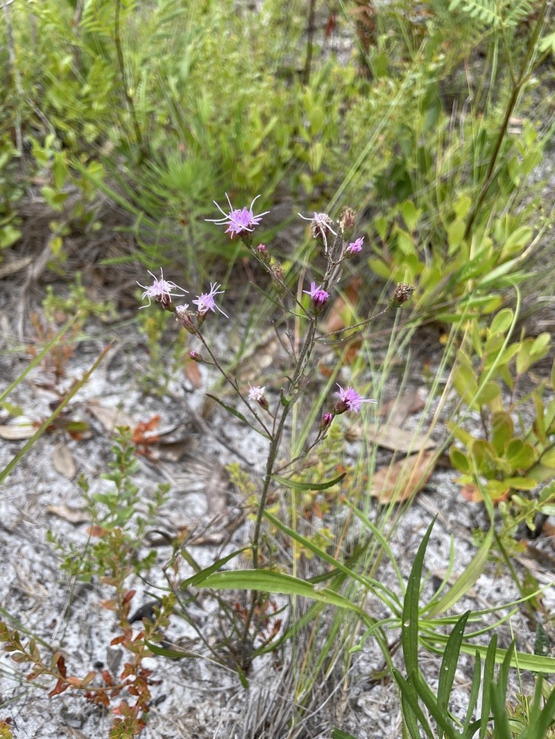 Spreading Blazing Star photo 5