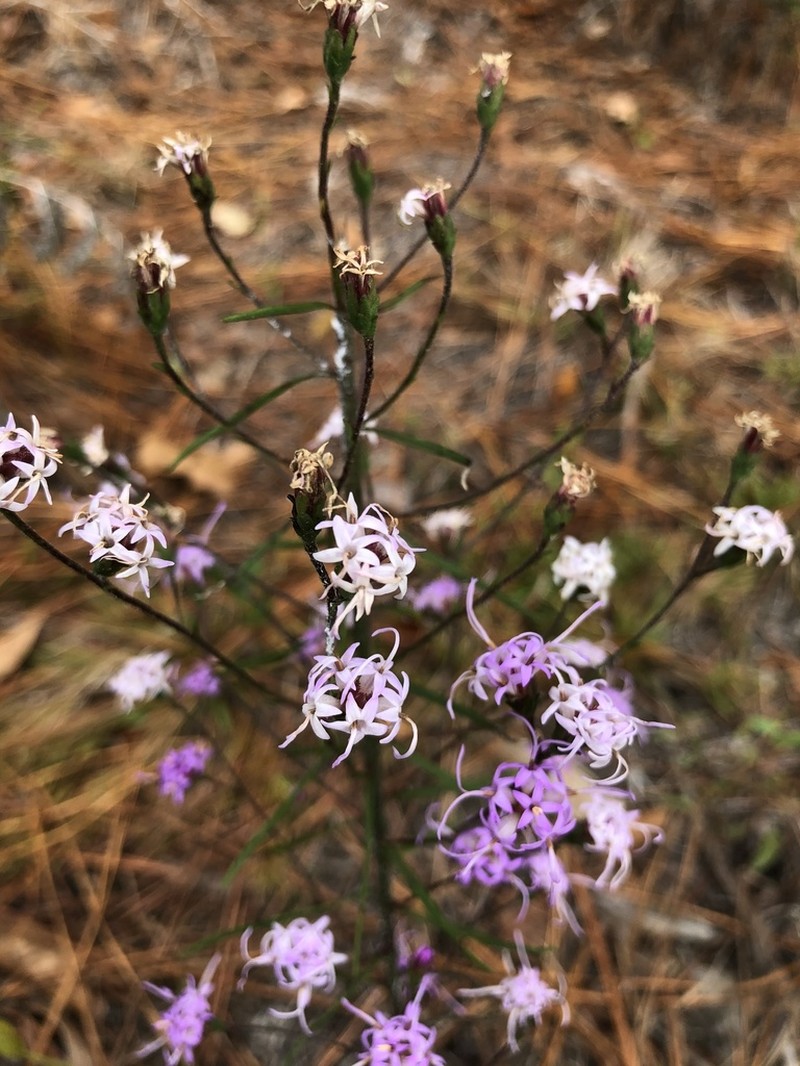 Spreading Blazing Star photo 6