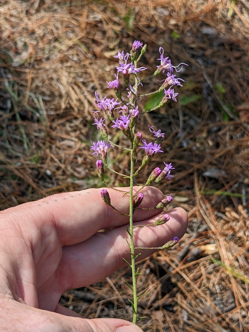 Spreading Blazing Star photo 7