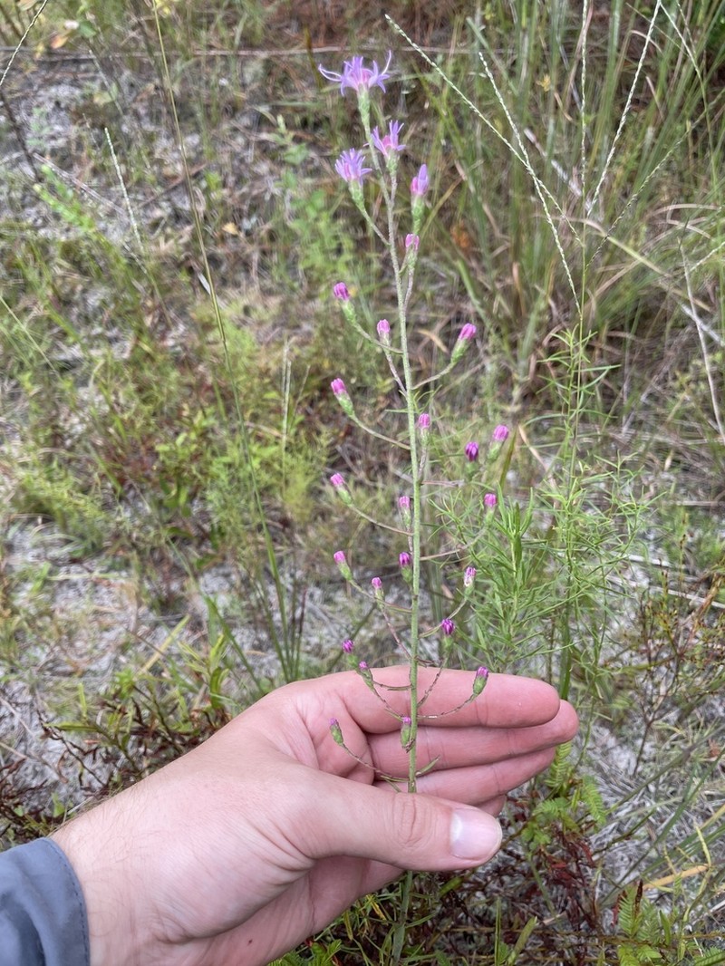 Spreading Blazing Star photo 8