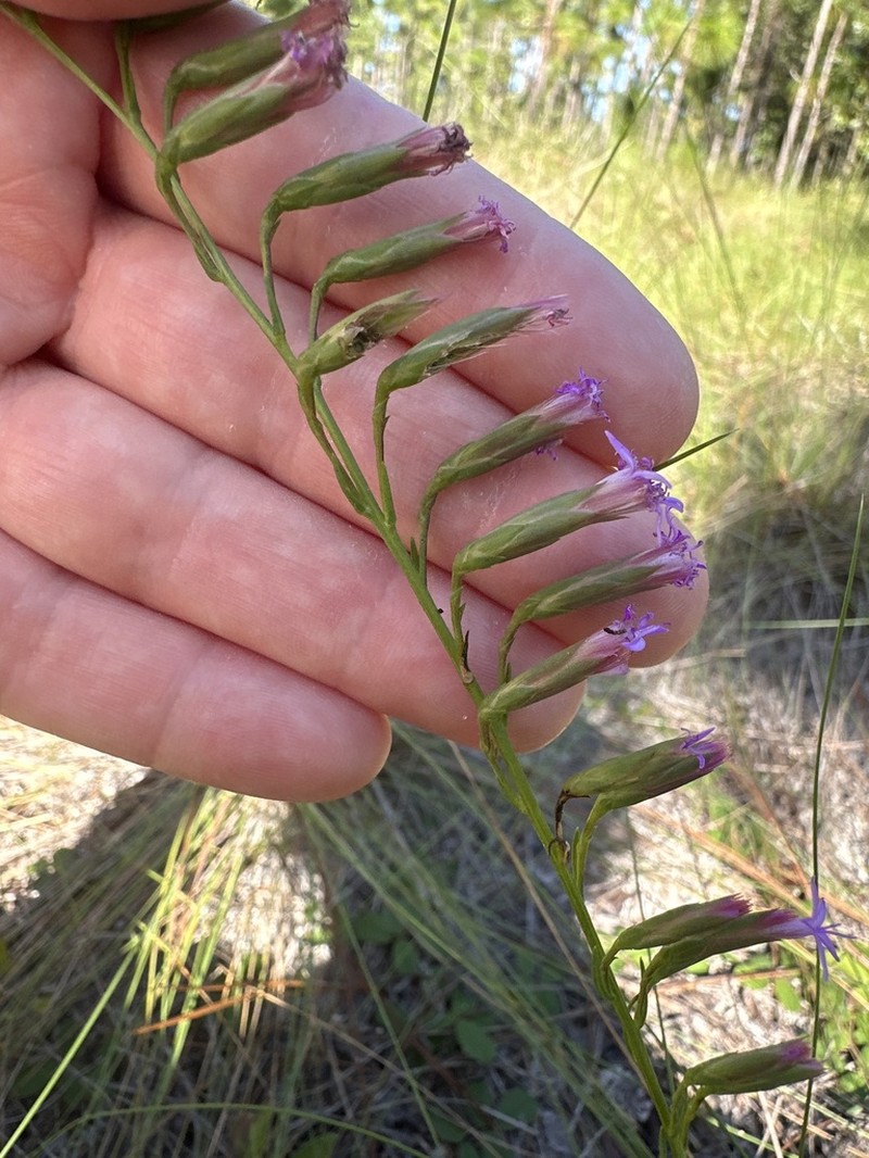 Fewflower Blazing Star