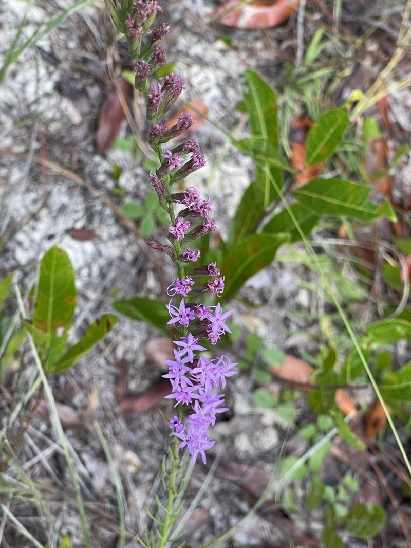 Fewflower Blazing Star photo 2