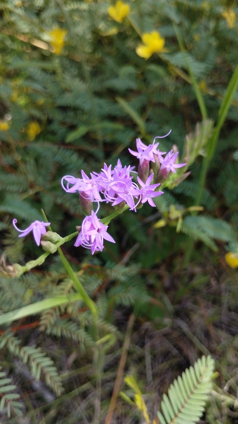 Fewflower Blazing Star photo 3
