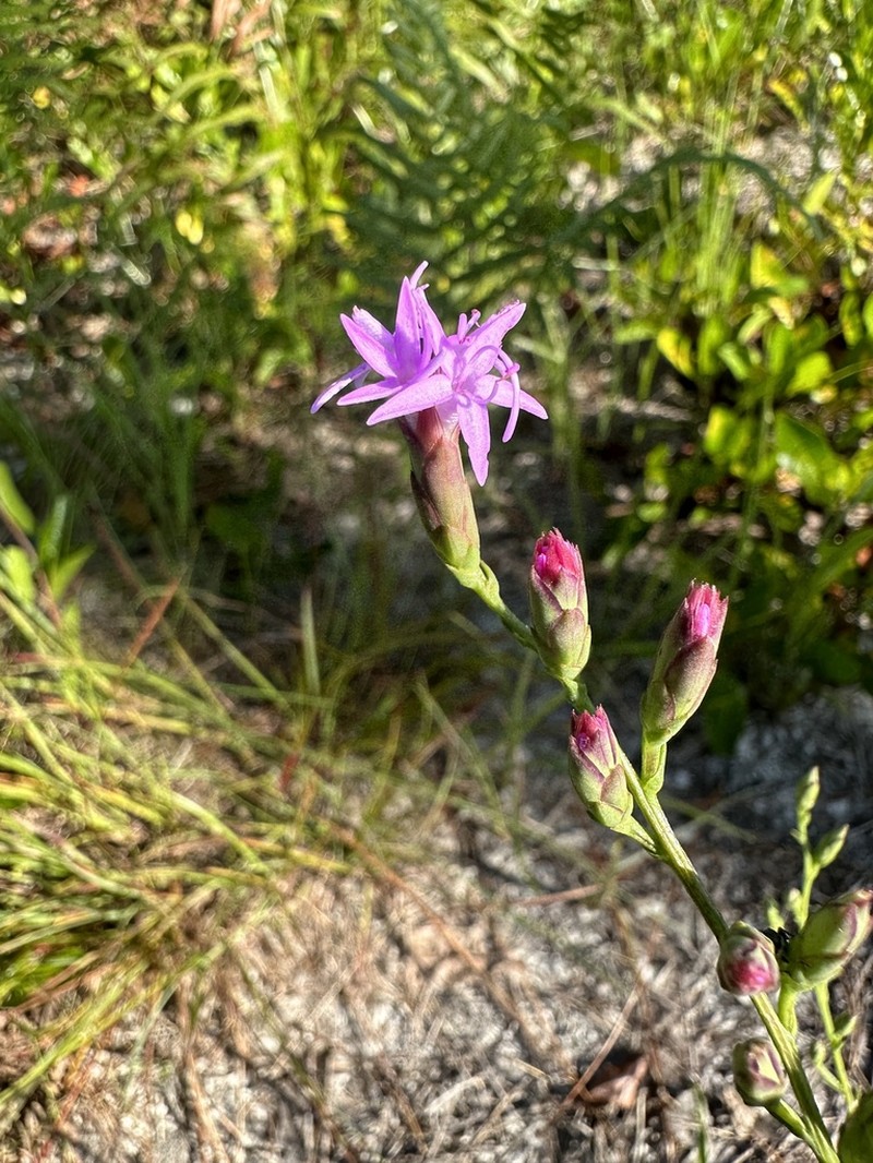 Fewflower Blazing Star photo 4