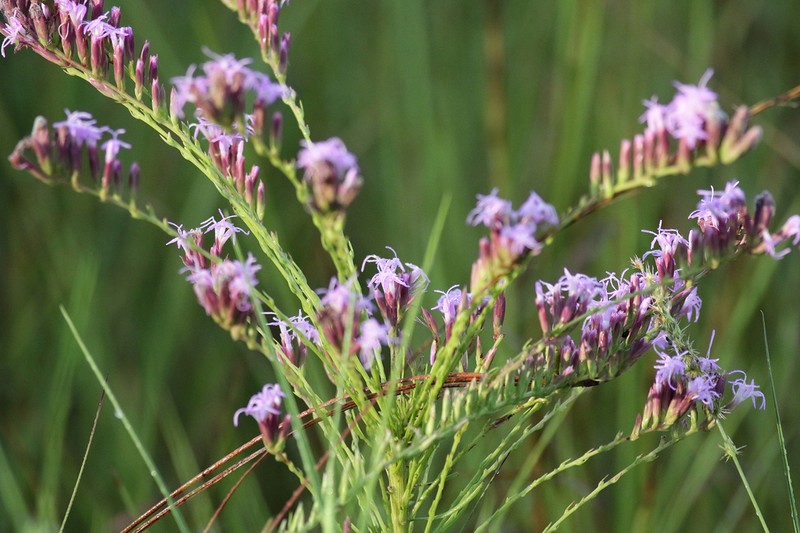 Fewflower Blazing Star photo 5