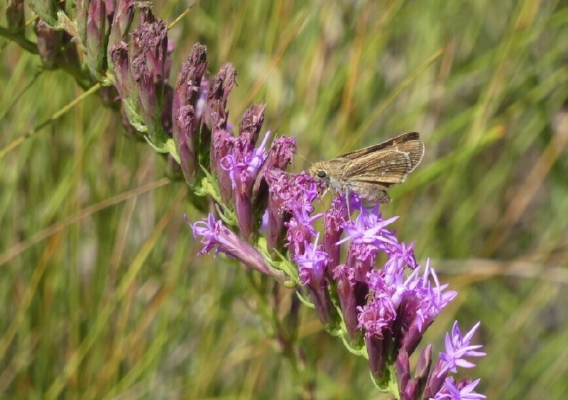 Fewflower Blazing Star photo 6