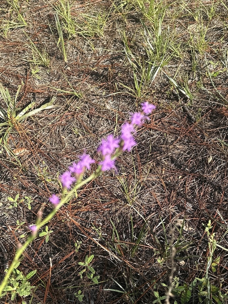 Fewflower Blazing Star photo 7