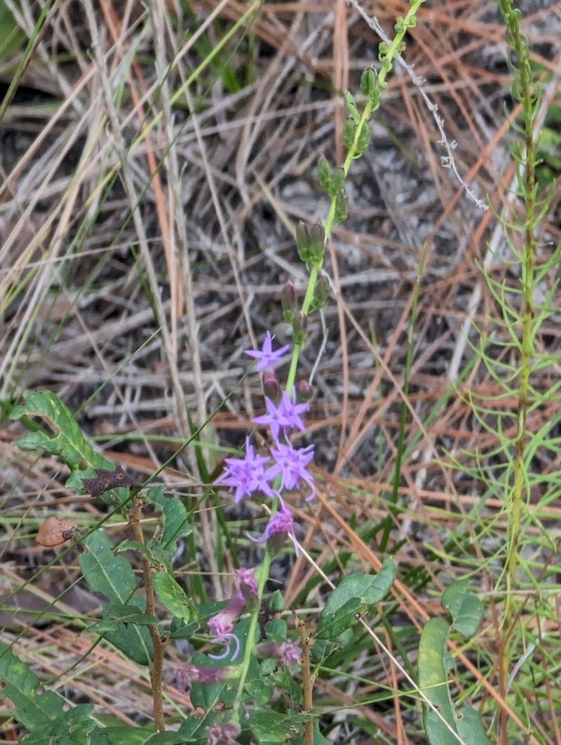 Fewflower Blazing Star photo 8