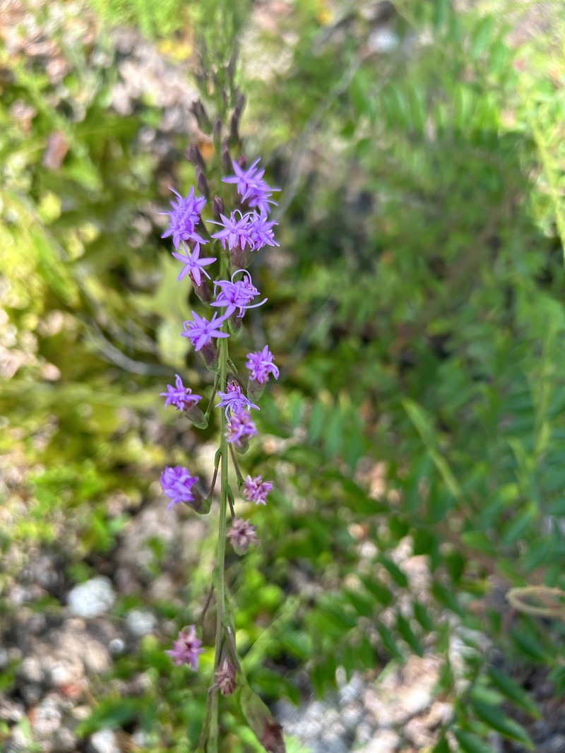 Liatris pauciflora var. pauciflora