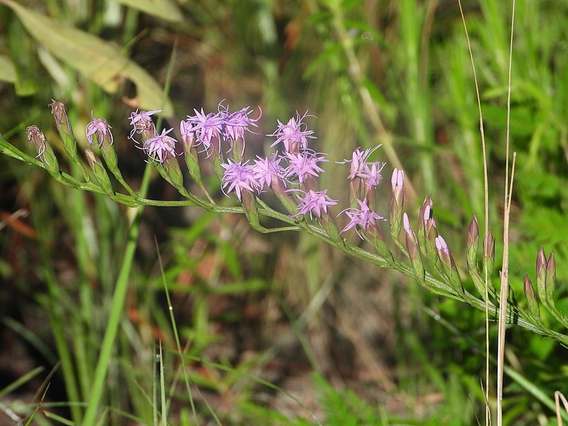 Liatris pauciflora var. pauciflora photo 2