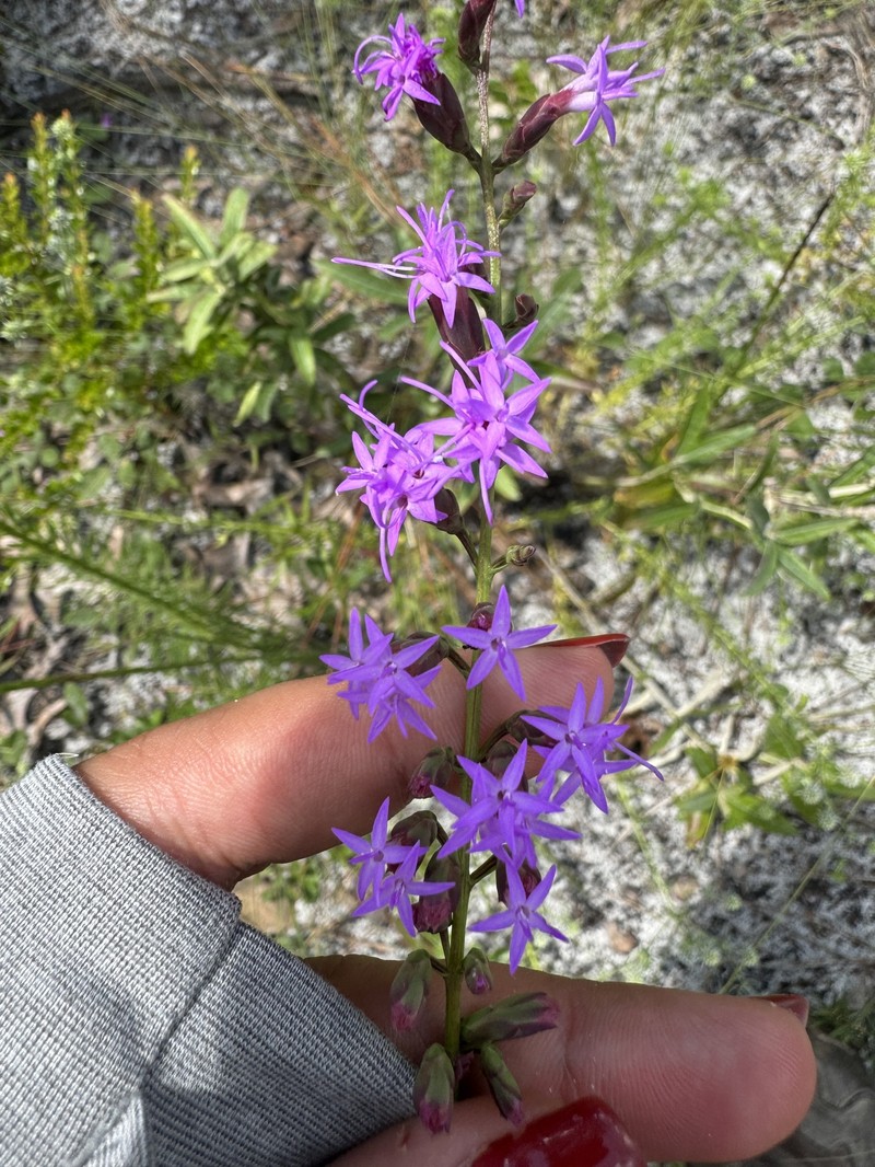 Liatris pauciflora var. pauciflora photo 3