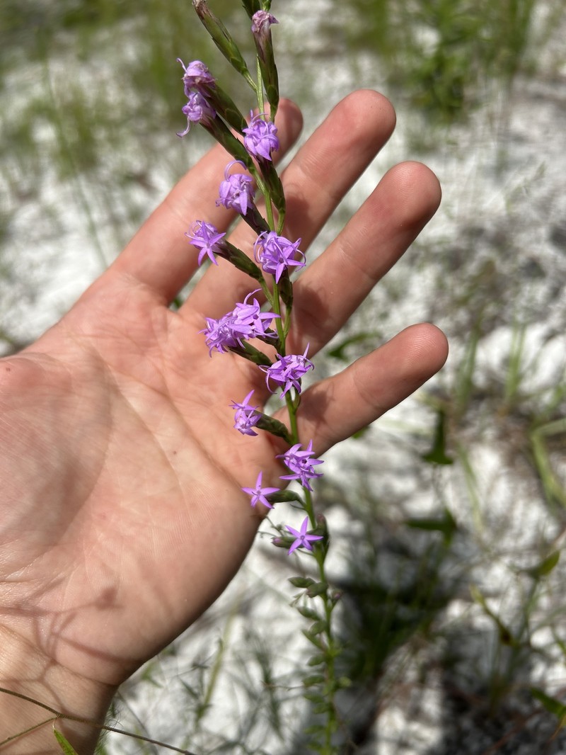 Liatris pauciflora var. pauciflora photo 4